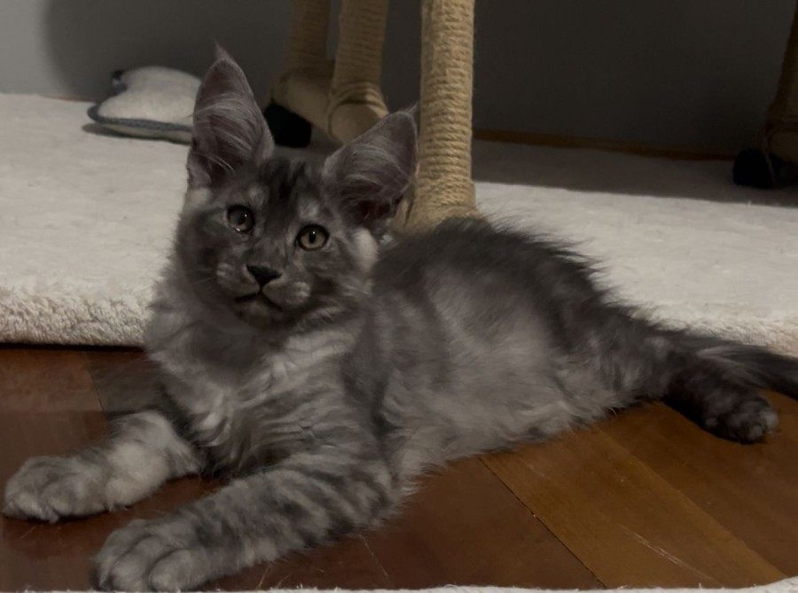 Maine Coon photo gallery