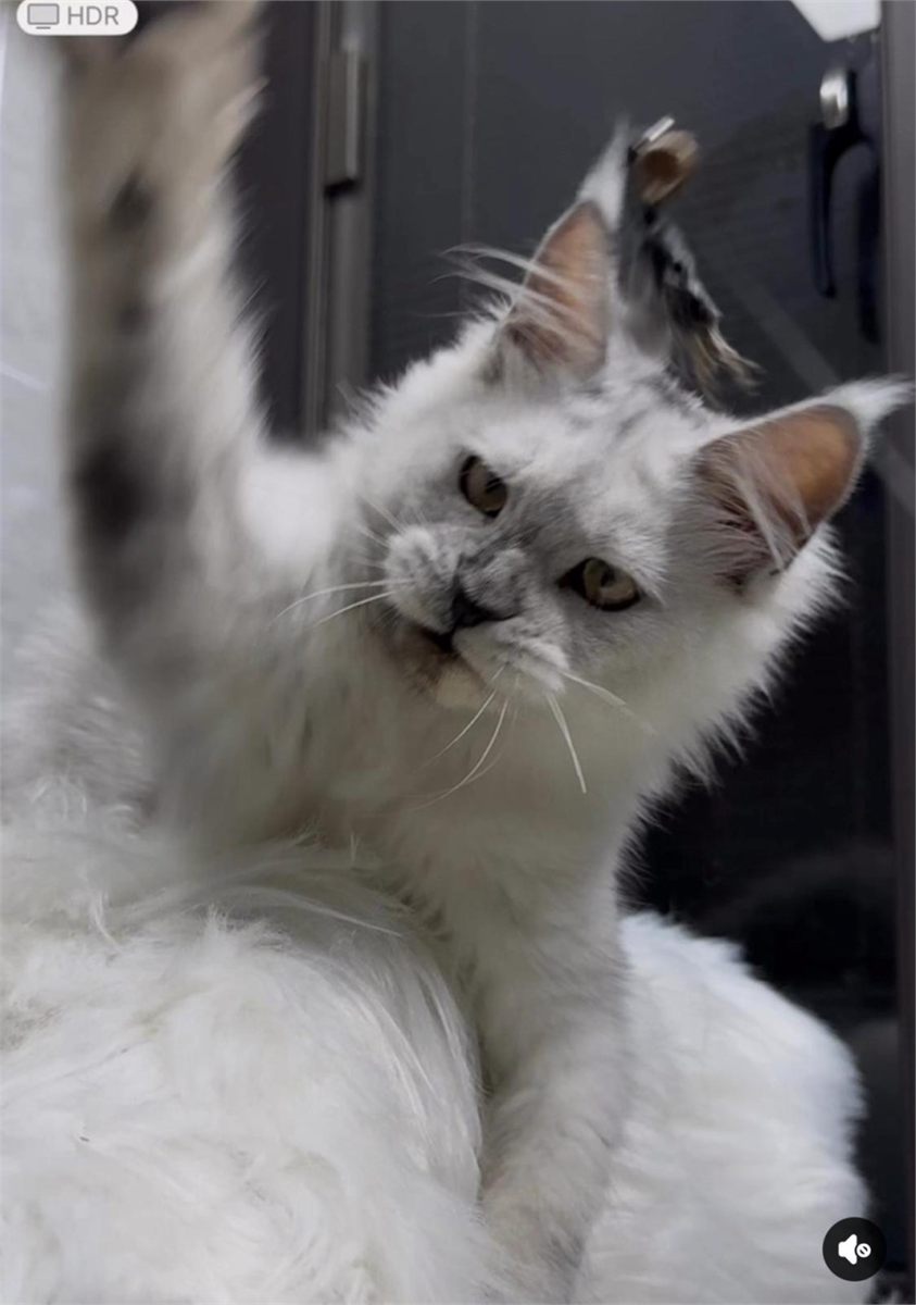 Maine Coon photo gallery