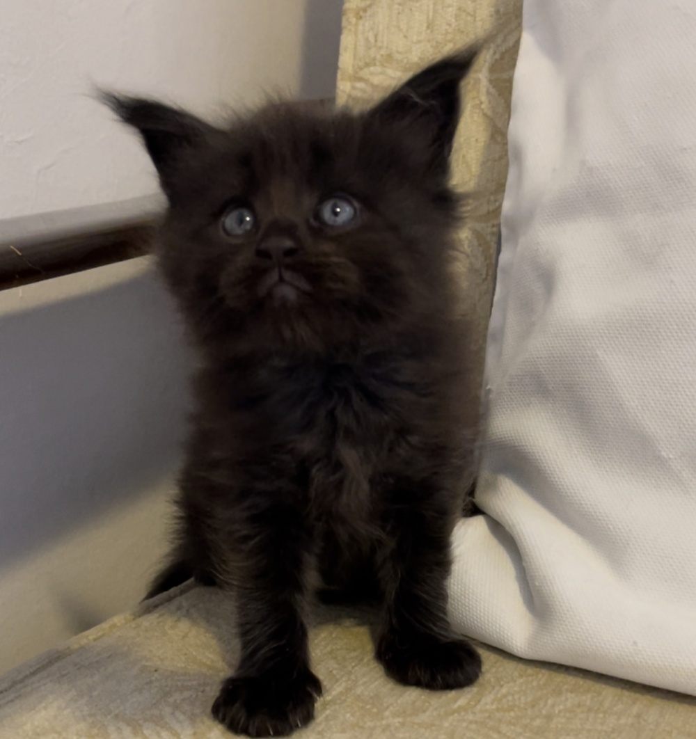 Black (n) female Maine Coon graduated kitten