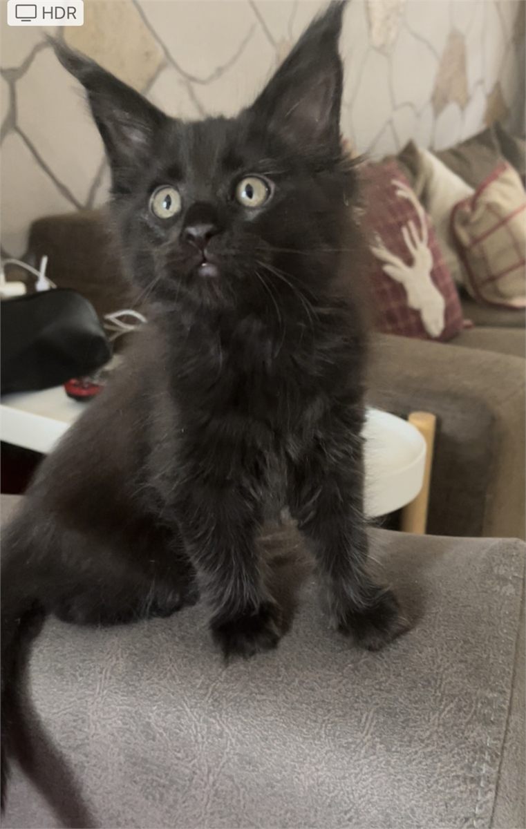Black (n) female Maine Coon graduated kitten