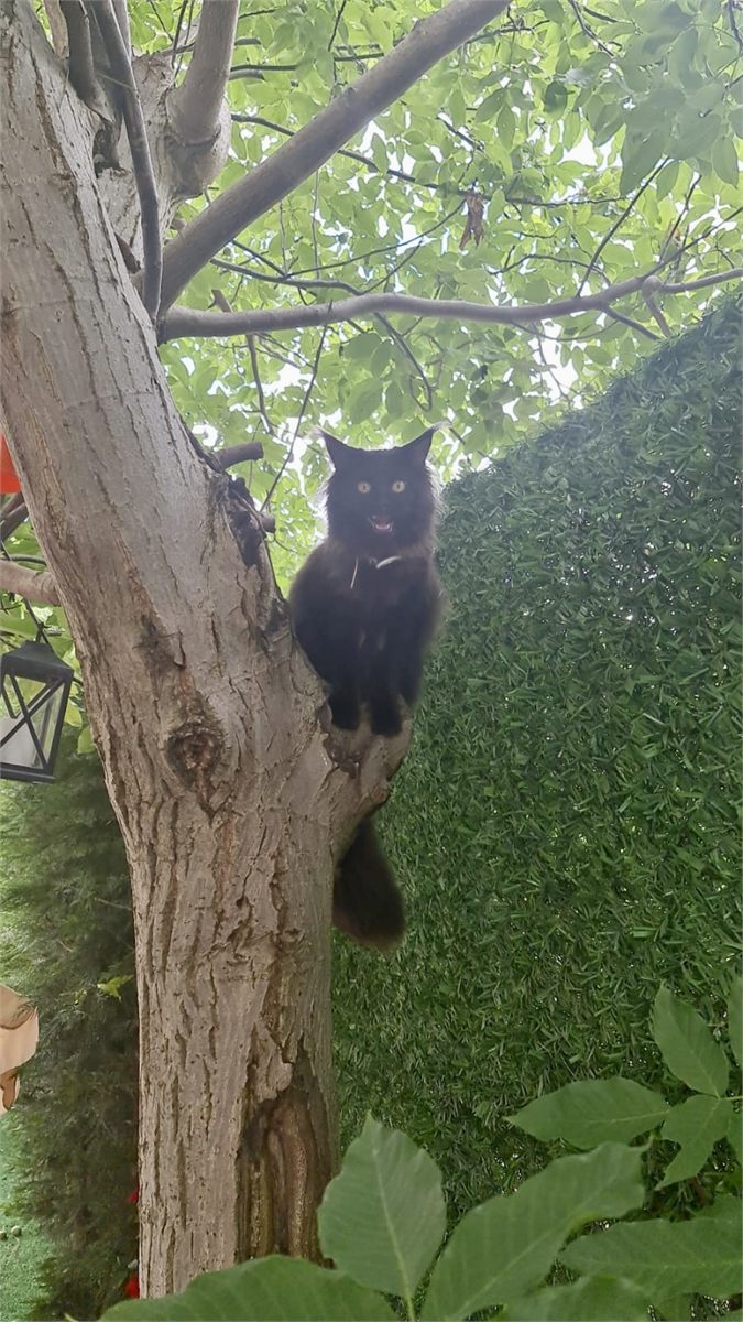 Black (n) female Maine Coon graduated kitten