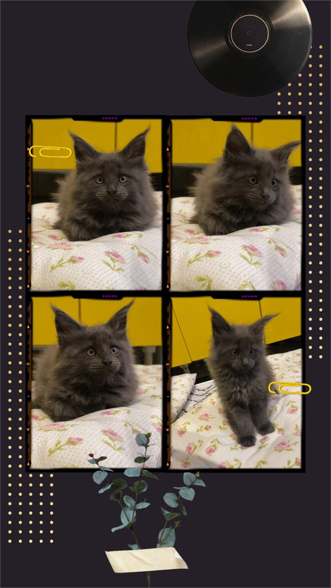 Blue Smoke (as) female Maine Coon graduated kitten
