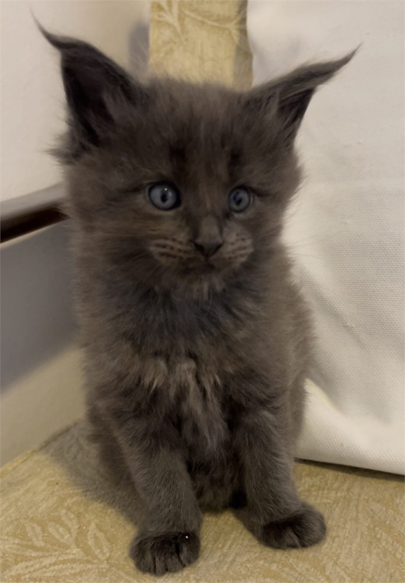 Blue Smoke (as) female Maine Coon graduated kitten