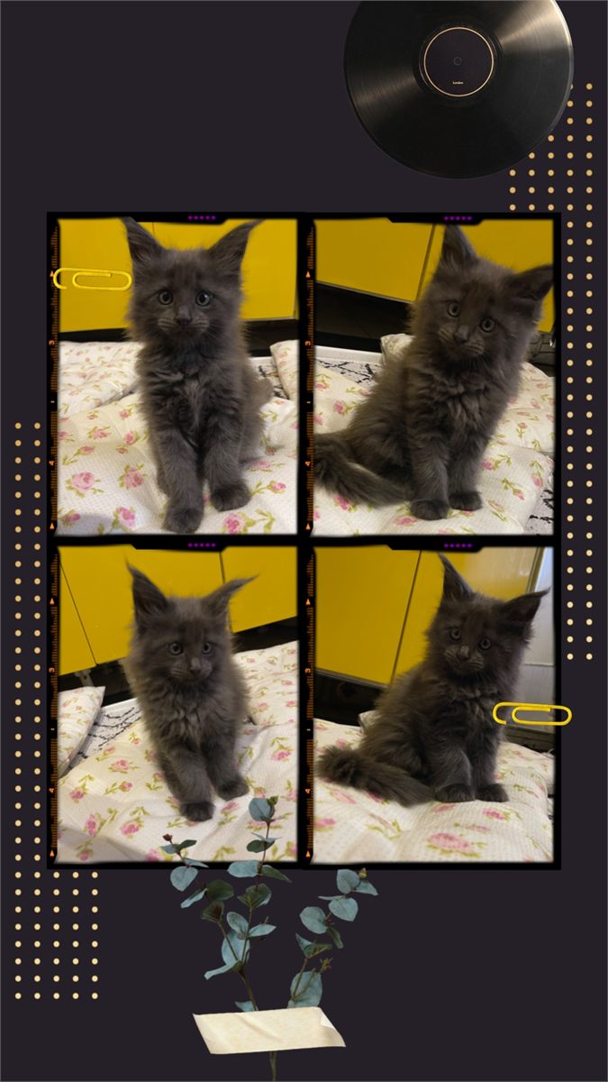 Blue Smoke (as) female Maine Coon graduated kitten