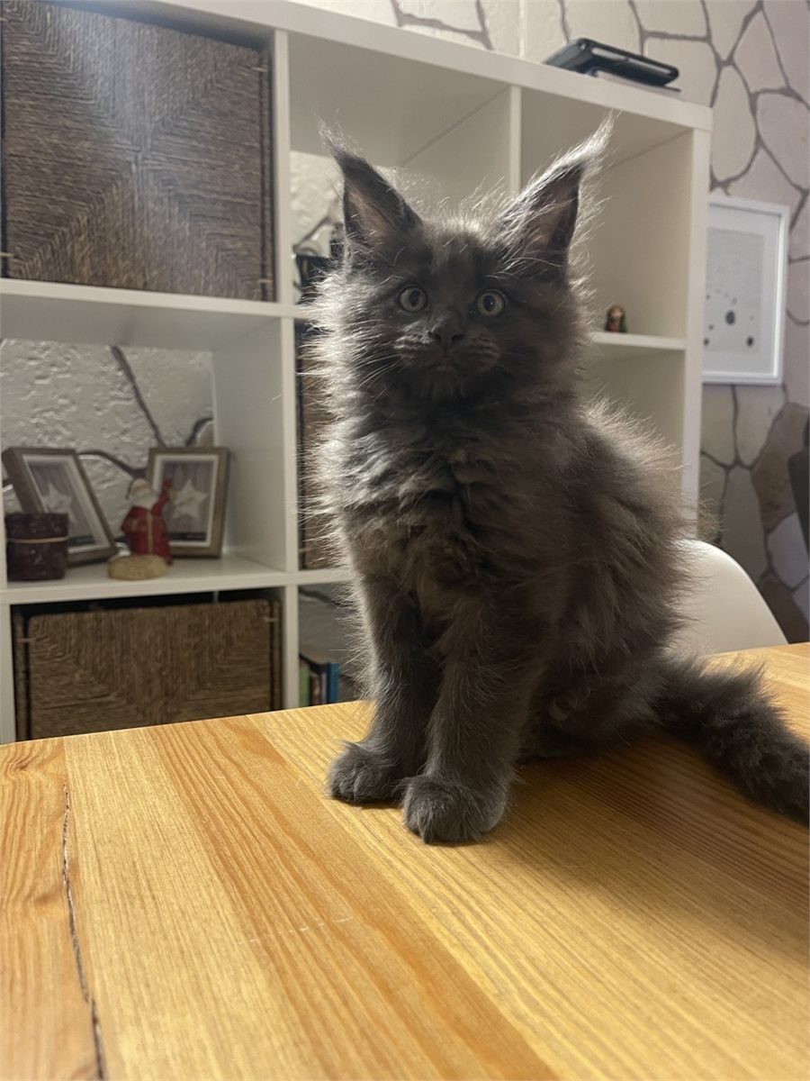 Blue Smoke (as) female Maine Coon graduated kitten