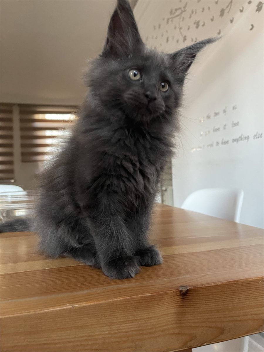 Blue Smoke (as) female Maine Coon graduated kitten