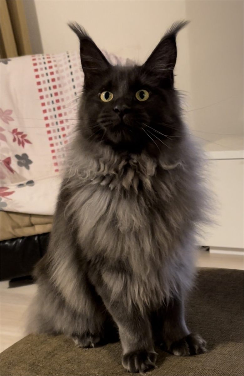 Blue Smoke (as) female Maine Coon graduated kitten