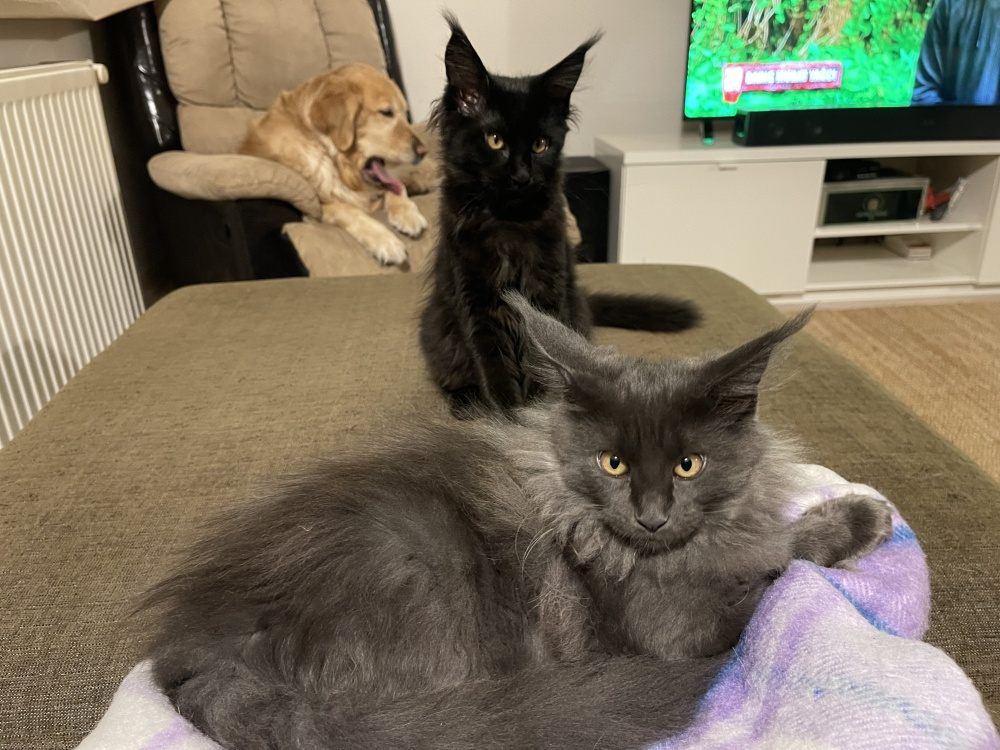 Blue Smoke (as) female Maine Coon graduated kitten