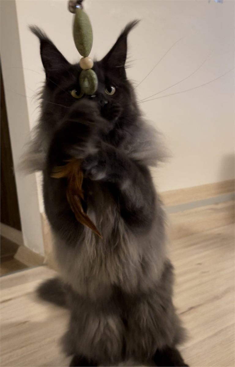 Blue Smoke (as) female Maine Coon graduated kitten