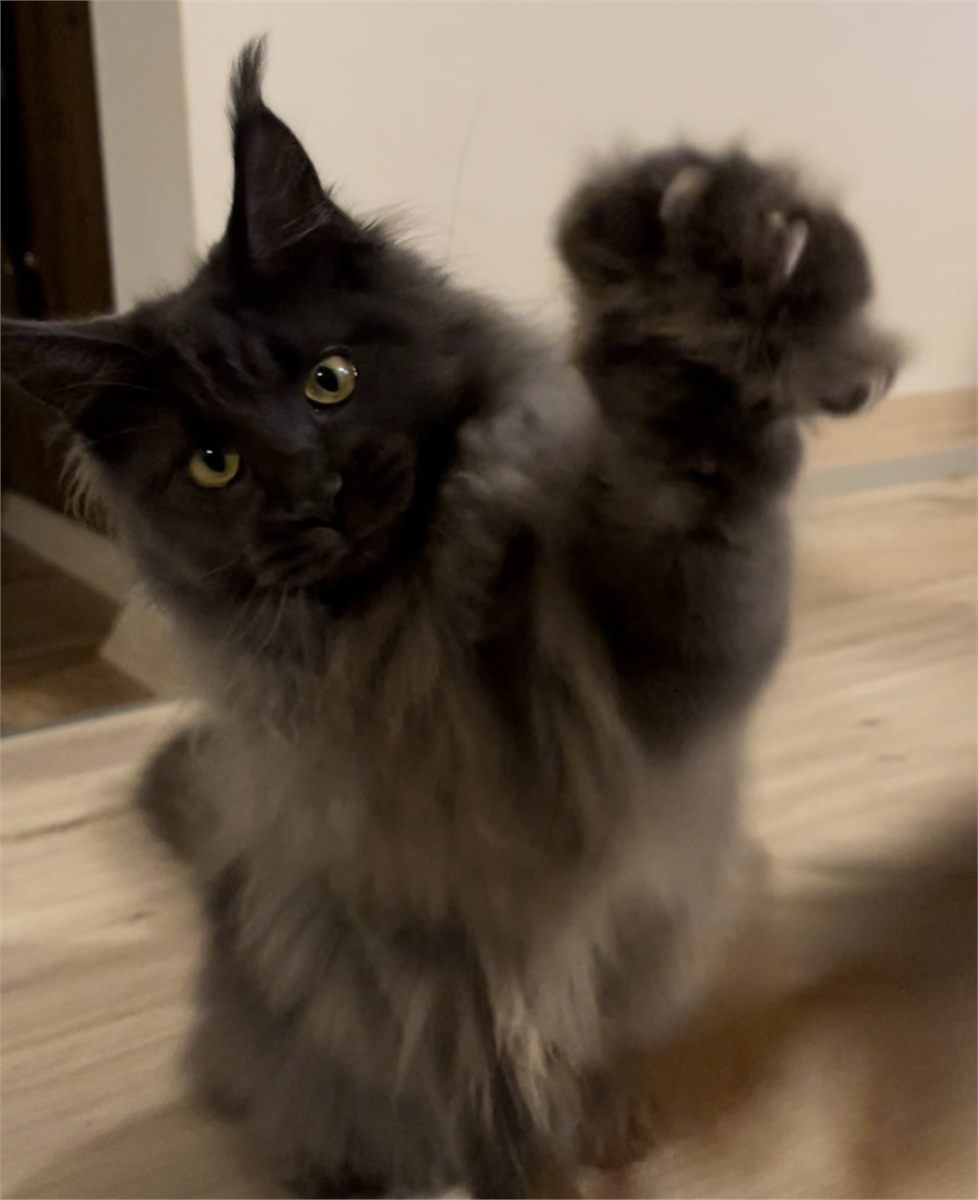 Blue Smoke (as) female Maine Coon graduated kitten