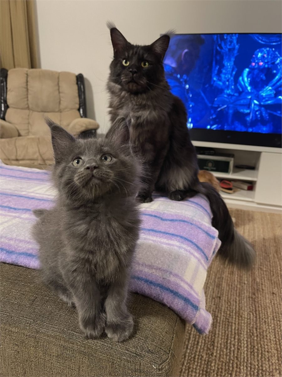 Blue Smoke (as) male Maine Coon graduated kitten