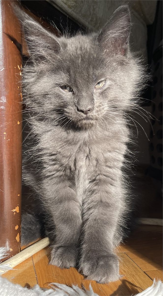 Blue Smoke (as) male Maine Coon graduated kitten