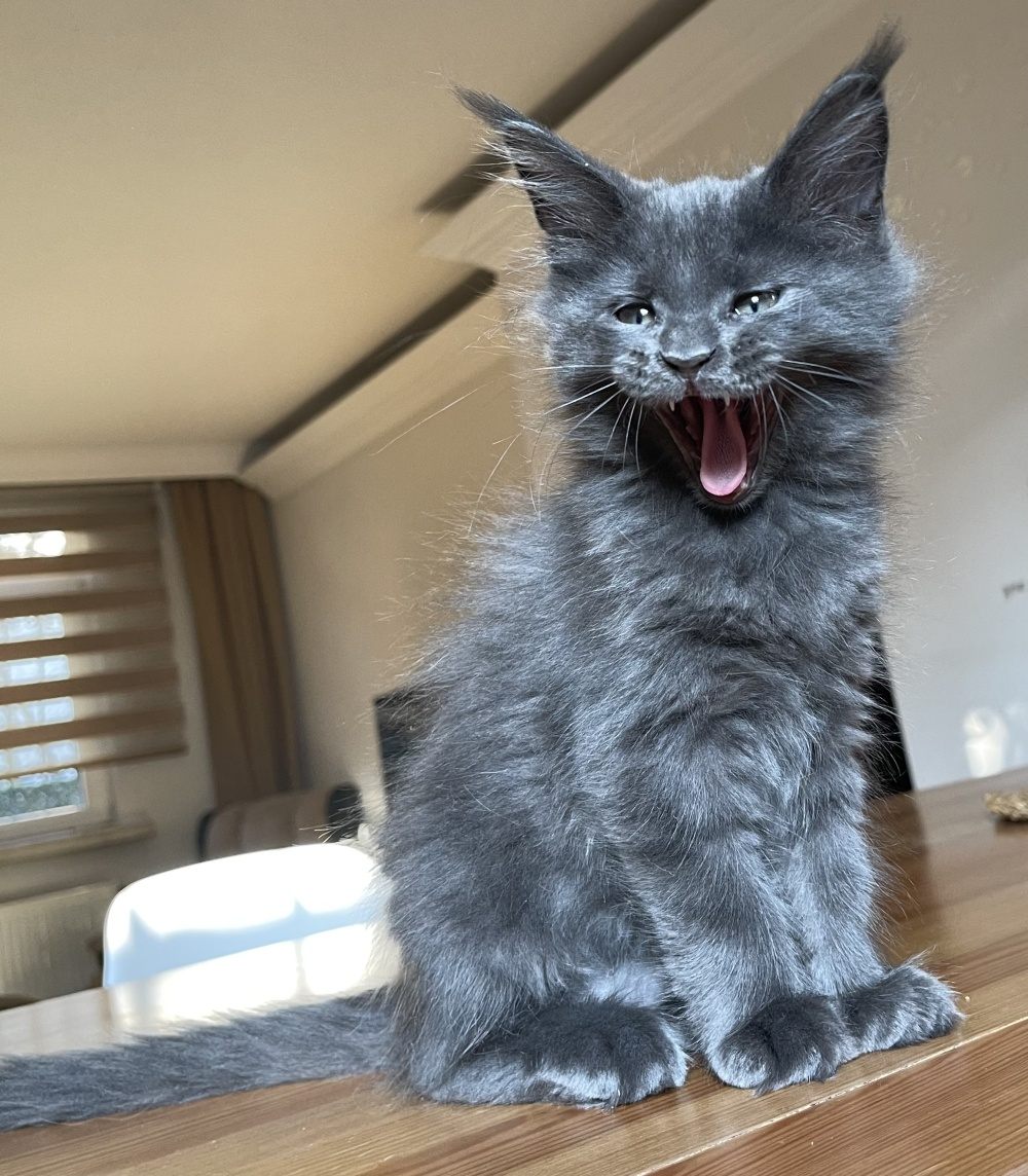 Blue Smoke (as) male Maine Coon graduated kitten