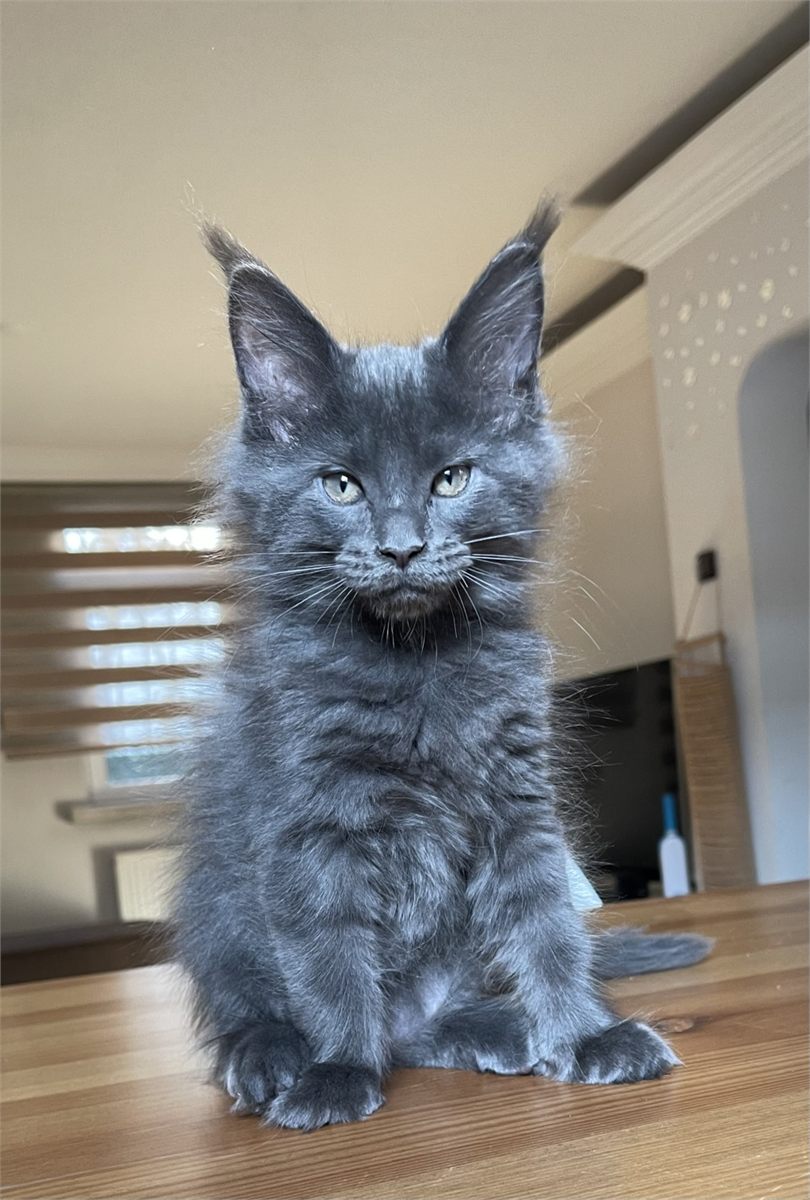 Blue Smoke (as) male Maine Coon graduated kitten