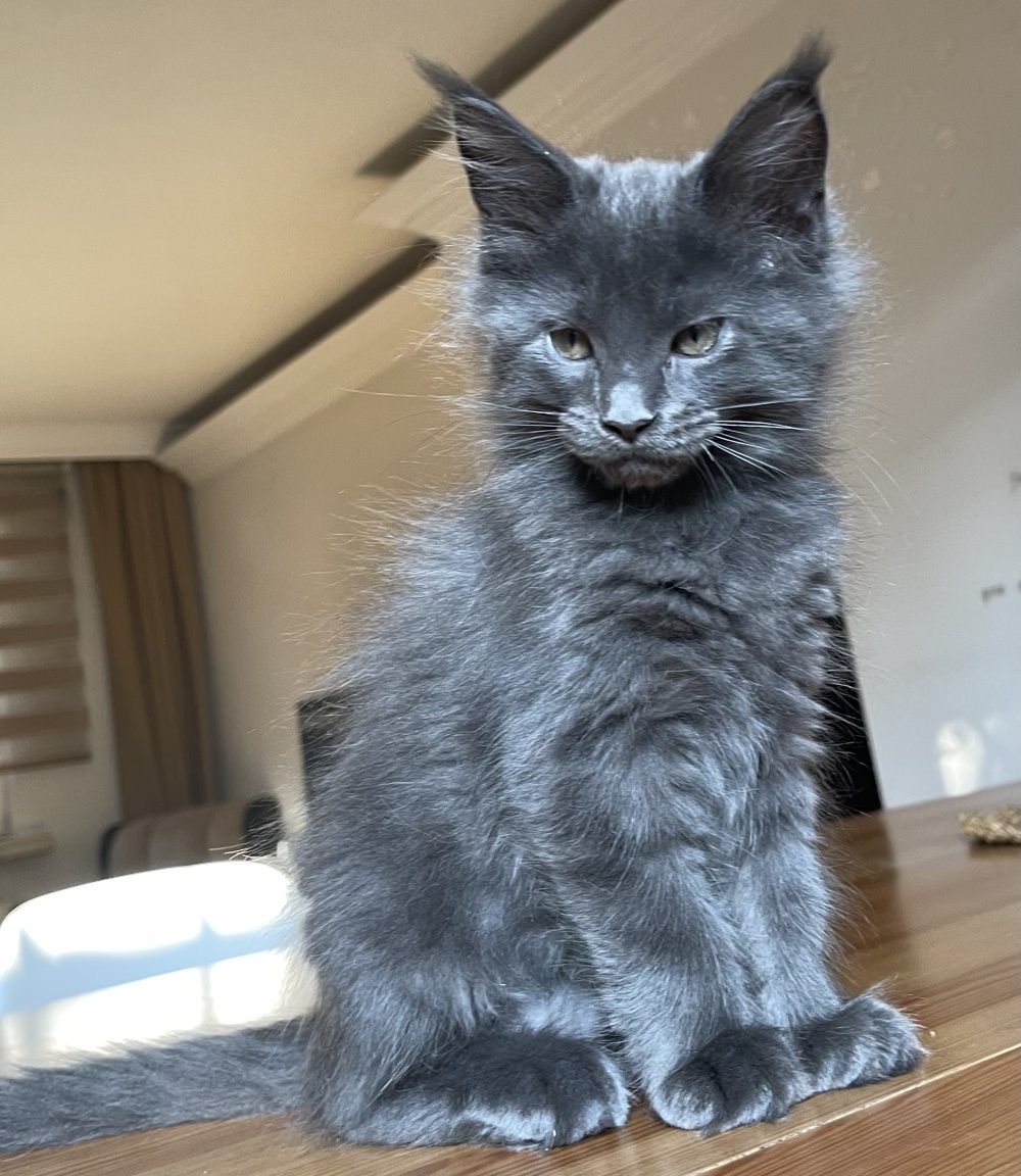 Blue Smoke (as) male Maine Coon graduated kitten