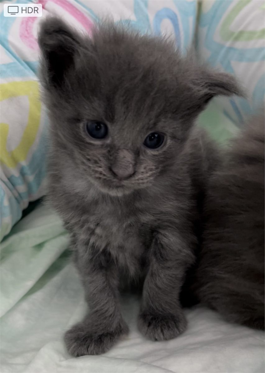 Blue Smoke (as) male Maine Coon graduated kitten