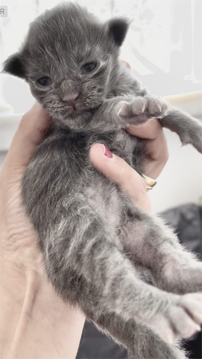 Blue Smoke (as) male Maine Coon graduated kitten