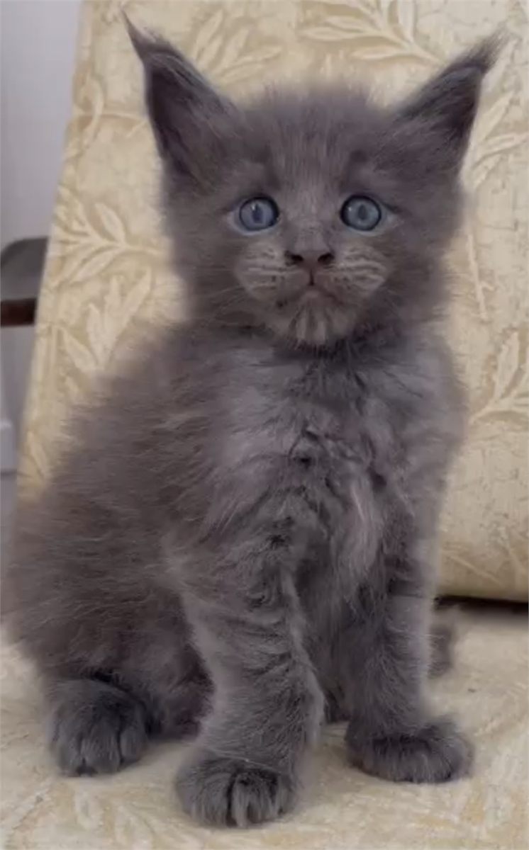 Blue Smoke (as) male Maine Coon graduated kitten