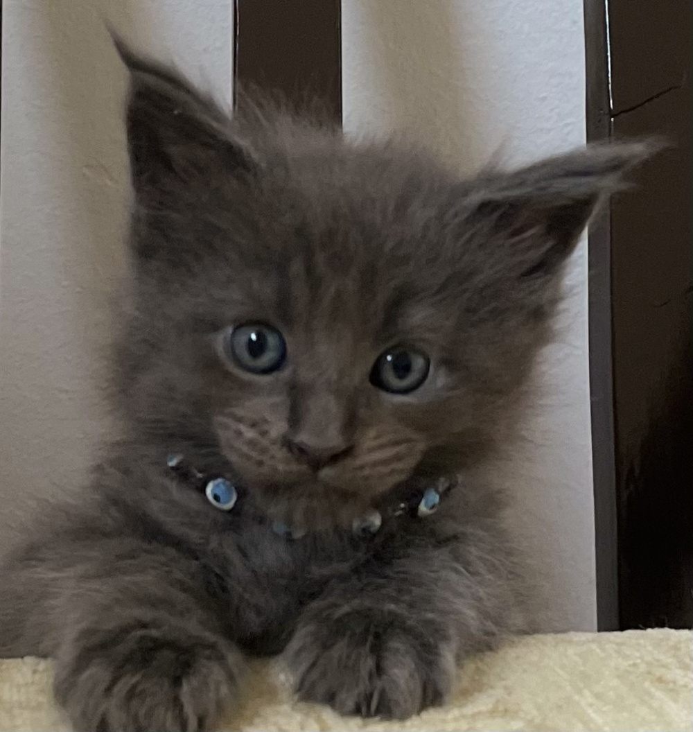 Blue Smoke (as) male Maine Coon graduated kitten
