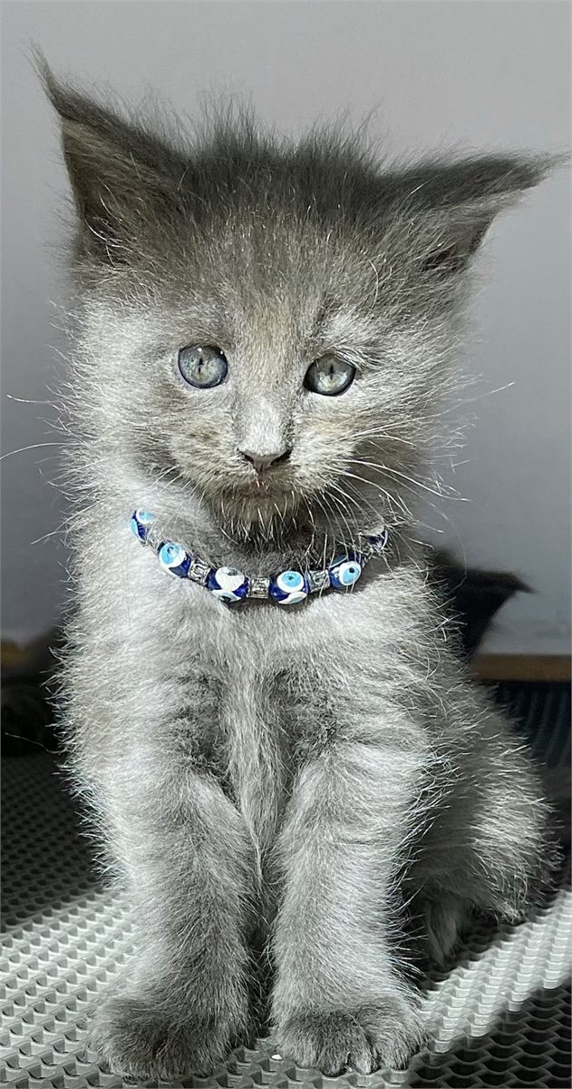 Blue Smoke (as) male Maine Coon graduated kitten