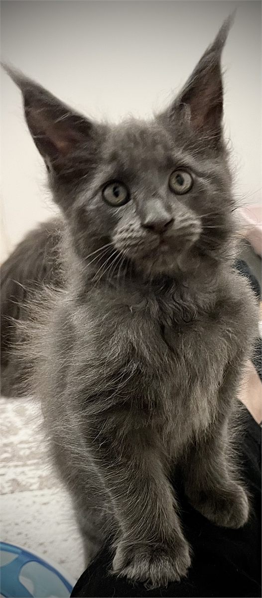 Blue Smoke (as) male Maine Coon graduated kitten