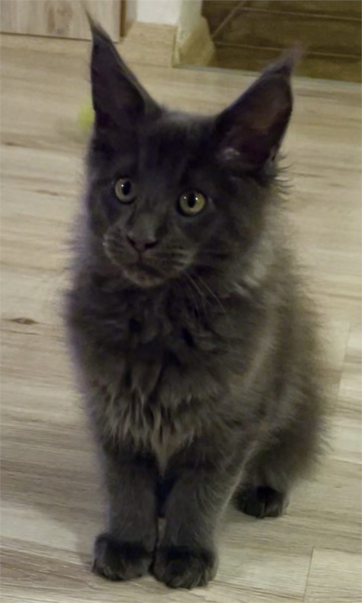 Blue Smoke (as) male Maine Coon graduated kitten