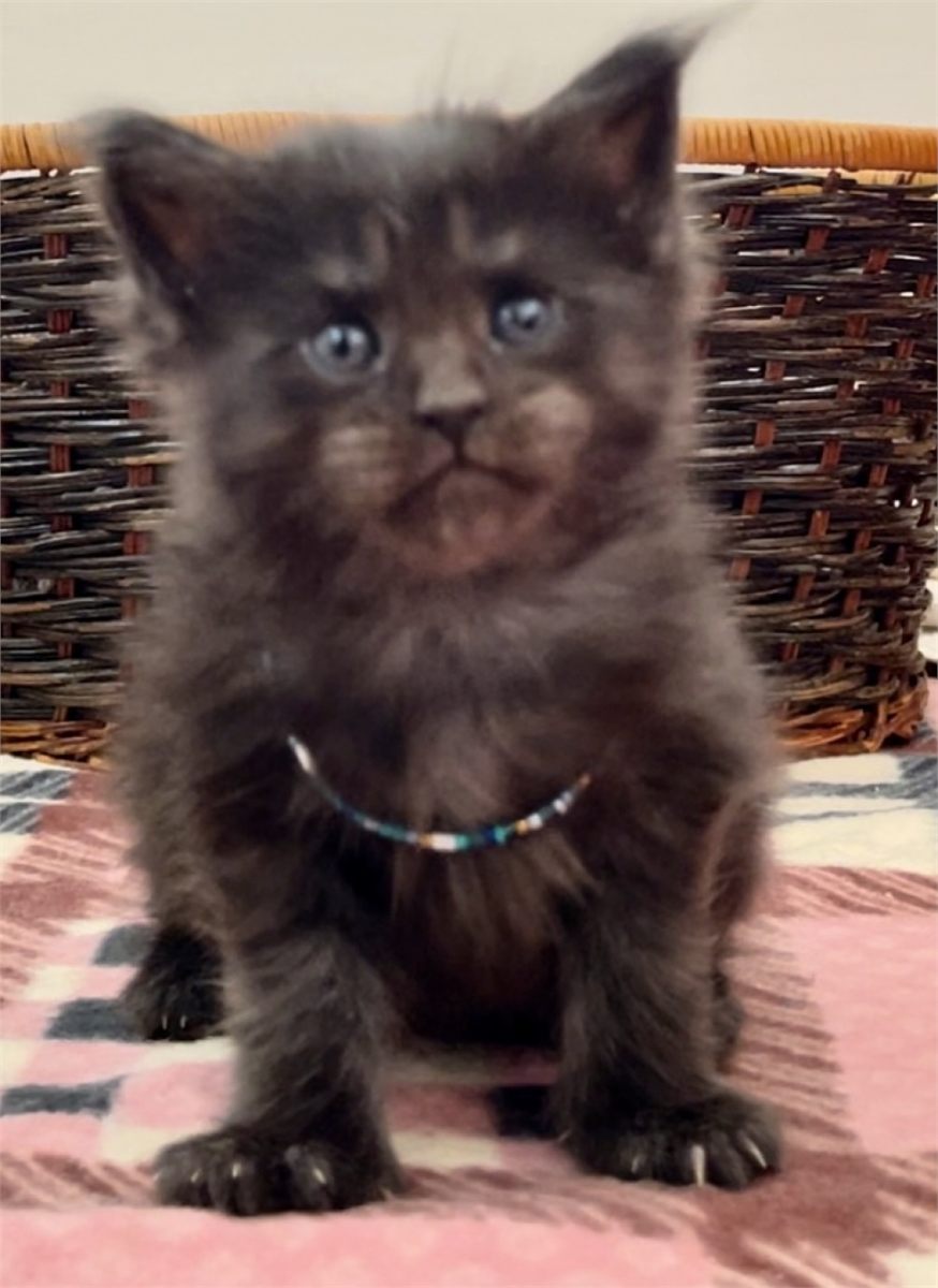 Black Smoke (ns) female Maine Coon graduated kitten