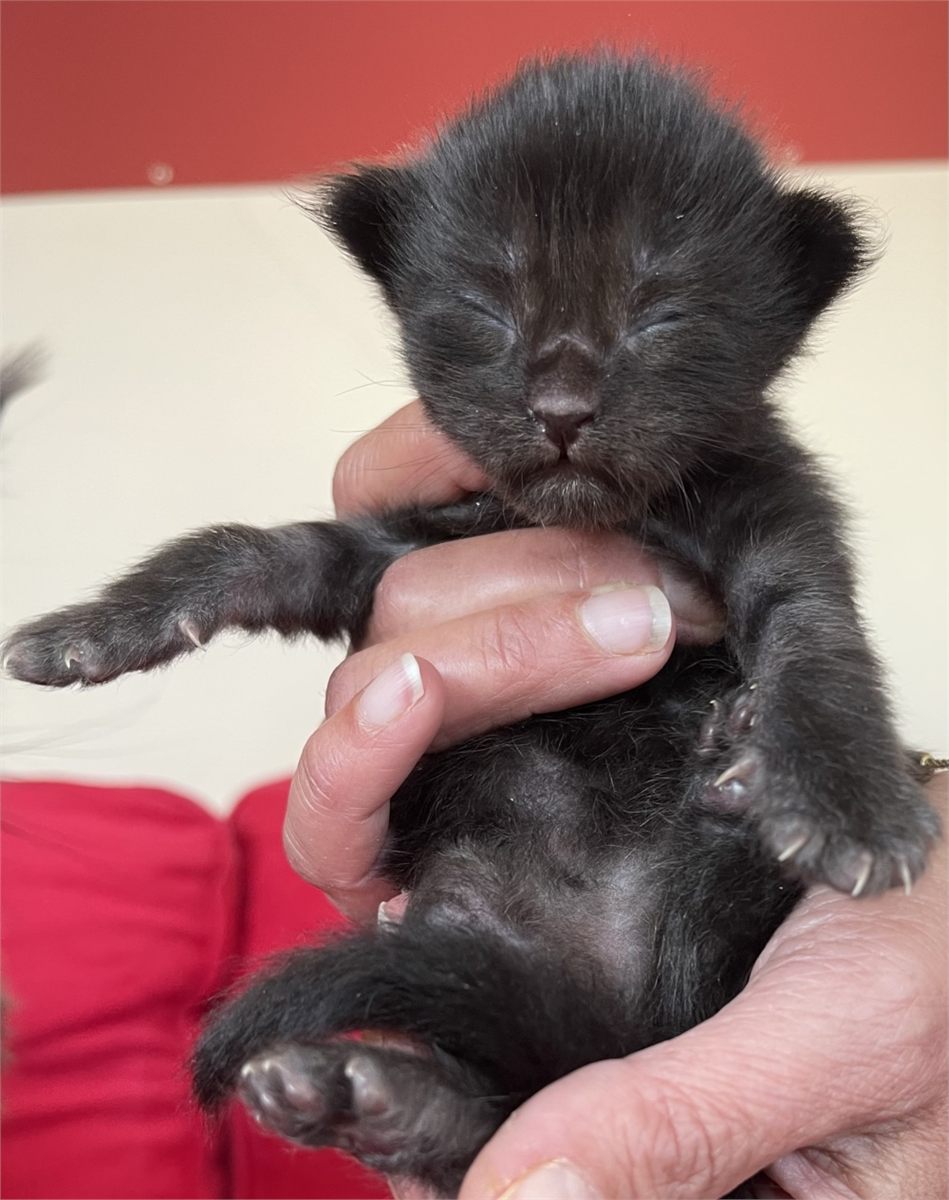 Black Smoke (ns) female Maine Coon graduated kitten