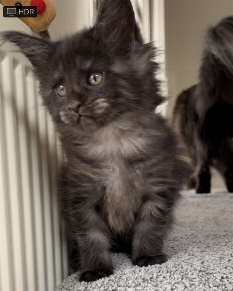 Black Smoke (ns) female Maine Coon graduated kitten