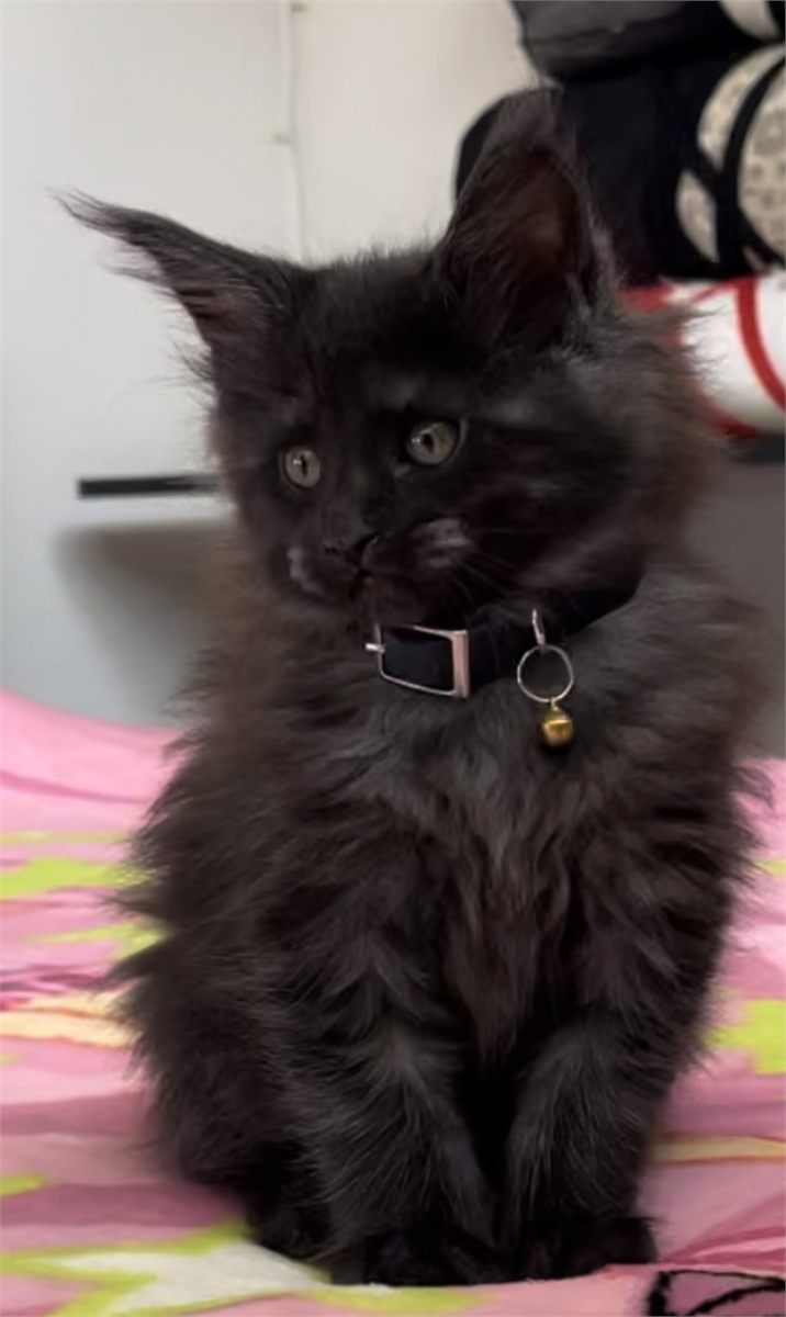 Black Smoke (ns) female Maine Coon graduated kitten