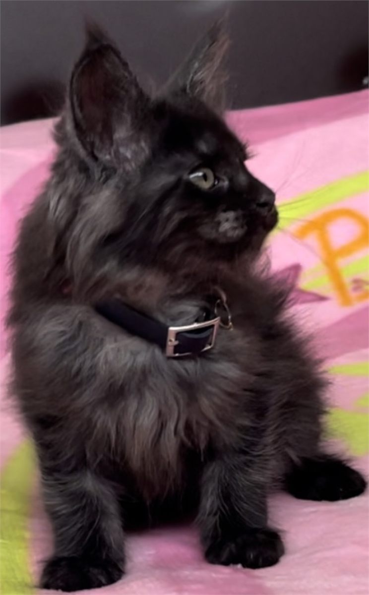 Black Smoke (ns) female Maine Coon graduated kitten