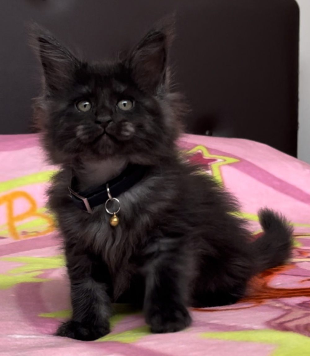 Black Smoke (ns) female Maine Coon graduated kitten