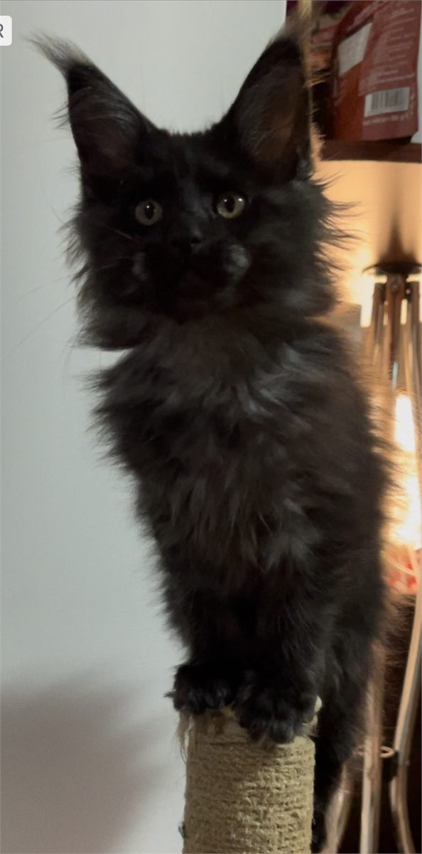 Black Smoke (ns) female Maine Coon graduated kitten
