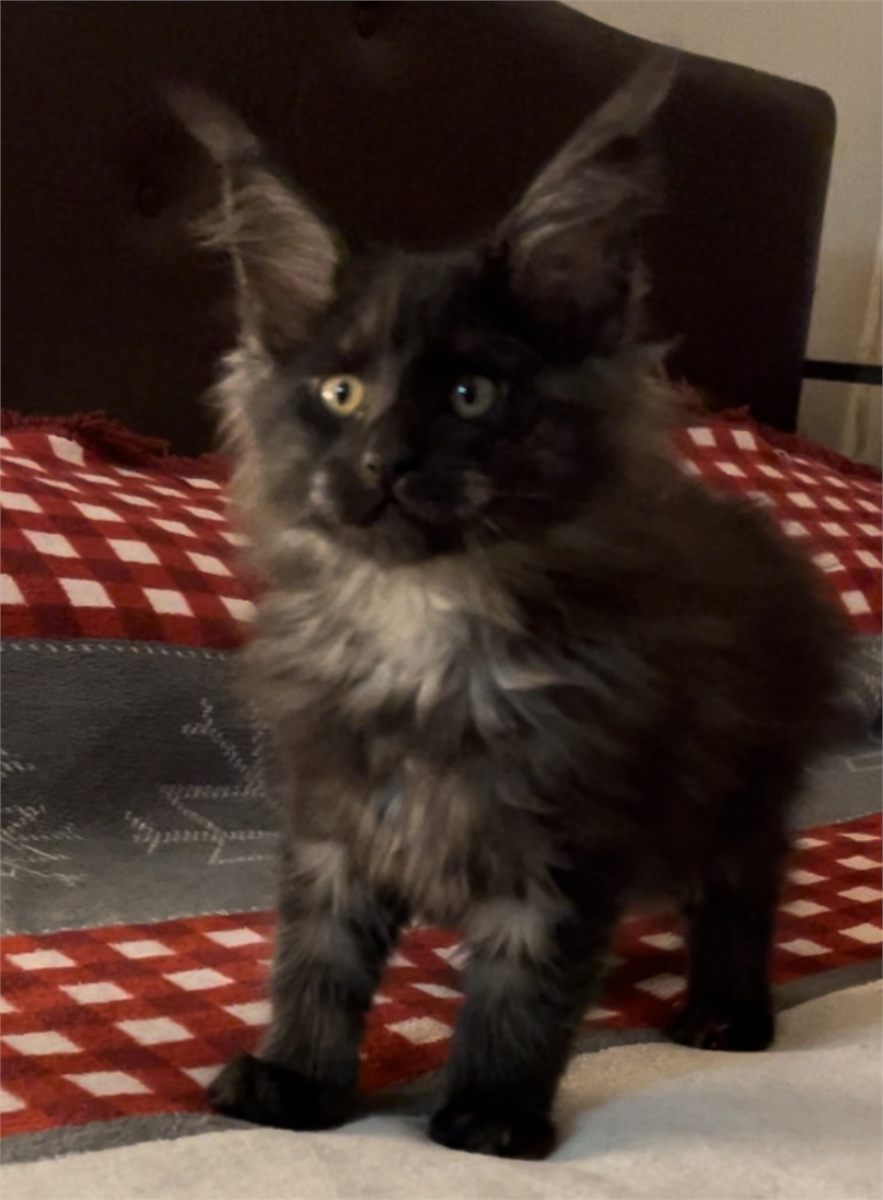 Black Smoke (ns) female Maine Coon graduated kitten