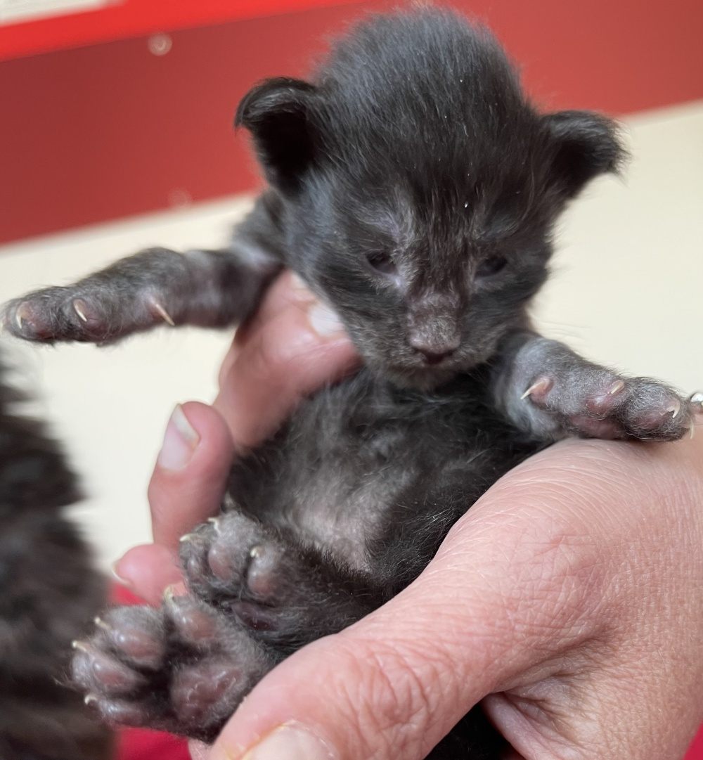 Black Smoke (ns) female Maine Coon graduated kitten