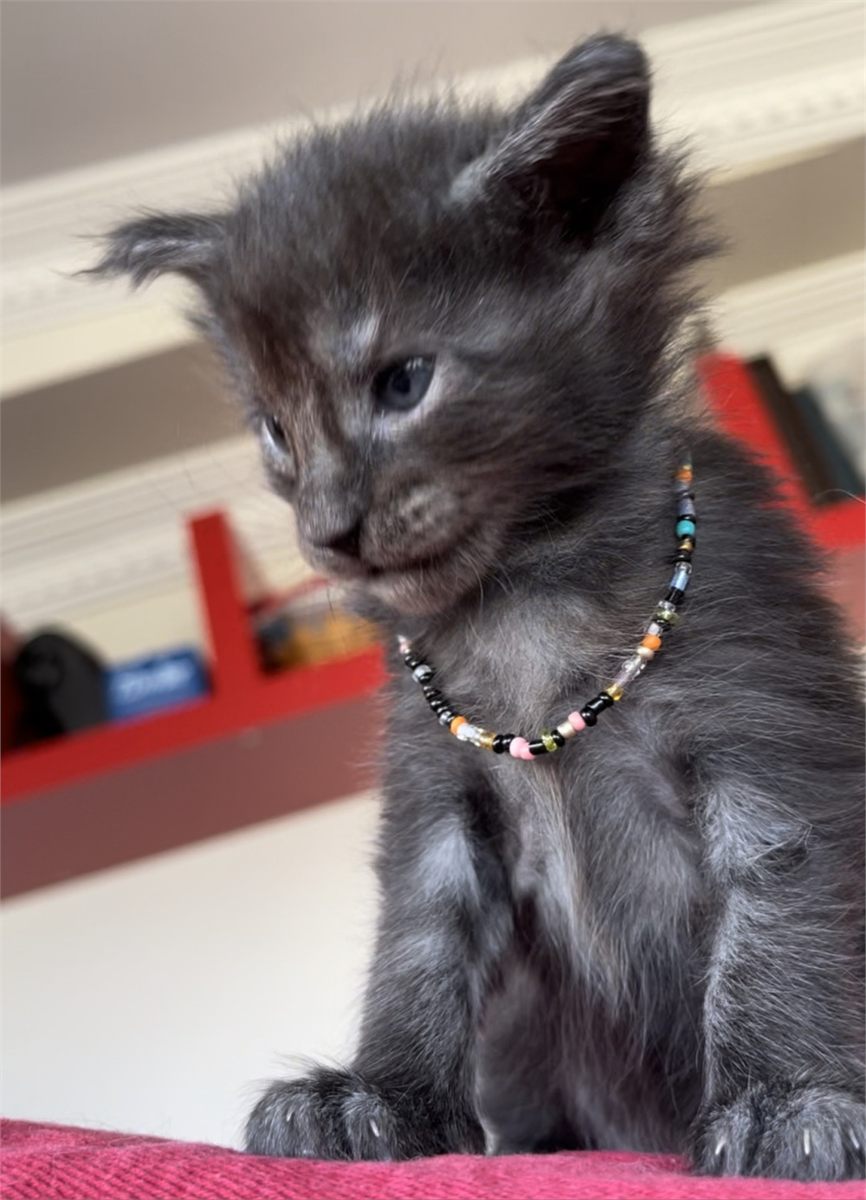 Black Smoke (ns) female Maine Coon graduated kitten