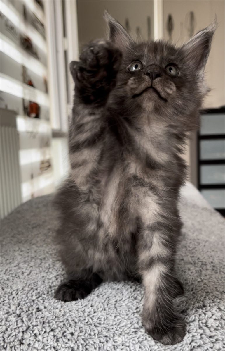 Black Smoke (ns) female Maine Coon graduated kitten