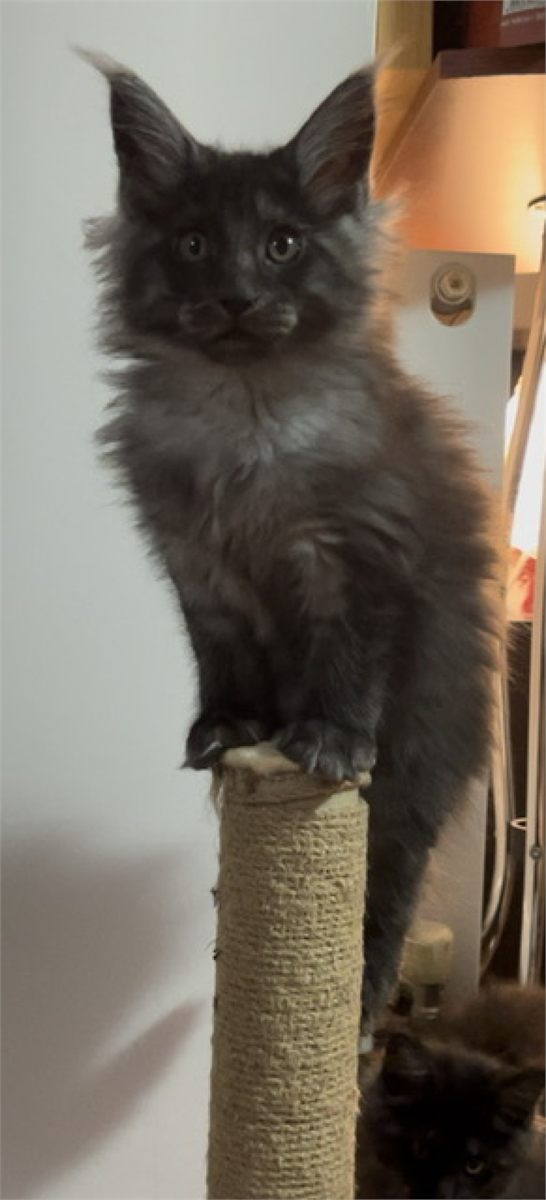 Black Smoke (ns) female Maine Coon graduated kitten