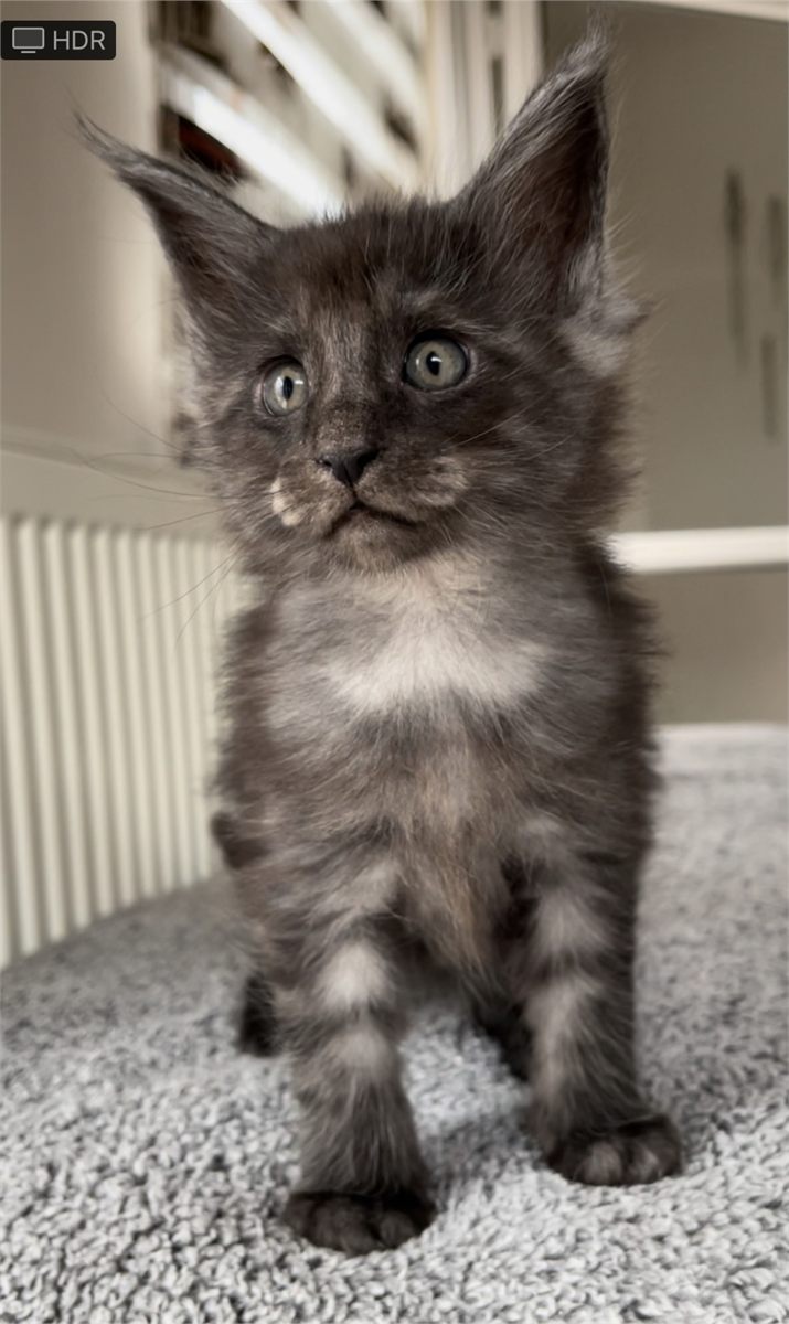 Black Smoke (ns) female Maine Coon graduated kitten