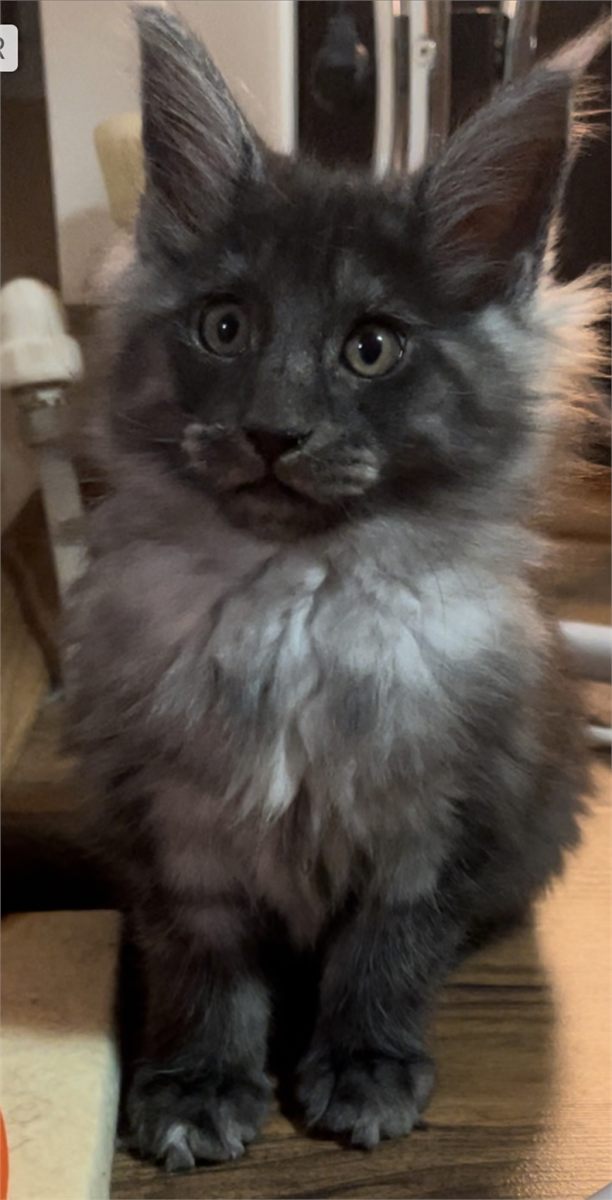 Black Smoke (ns) female Maine Coon graduated kitten
