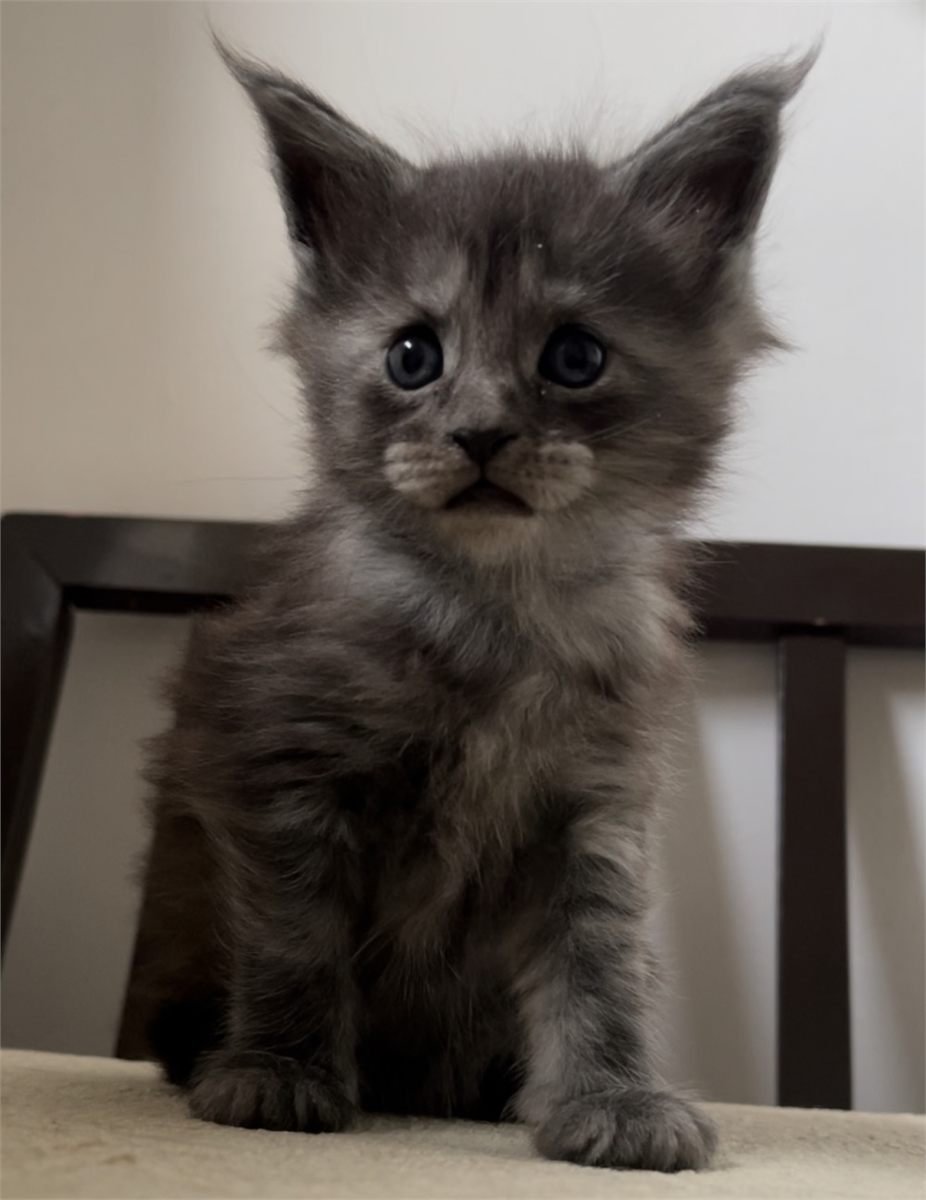 Black Smoke (ns) female Maine Coon graduated kitten