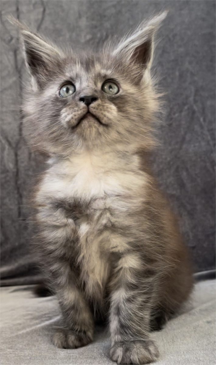 Black Smoke (ns) female Maine Coon graduated kitten