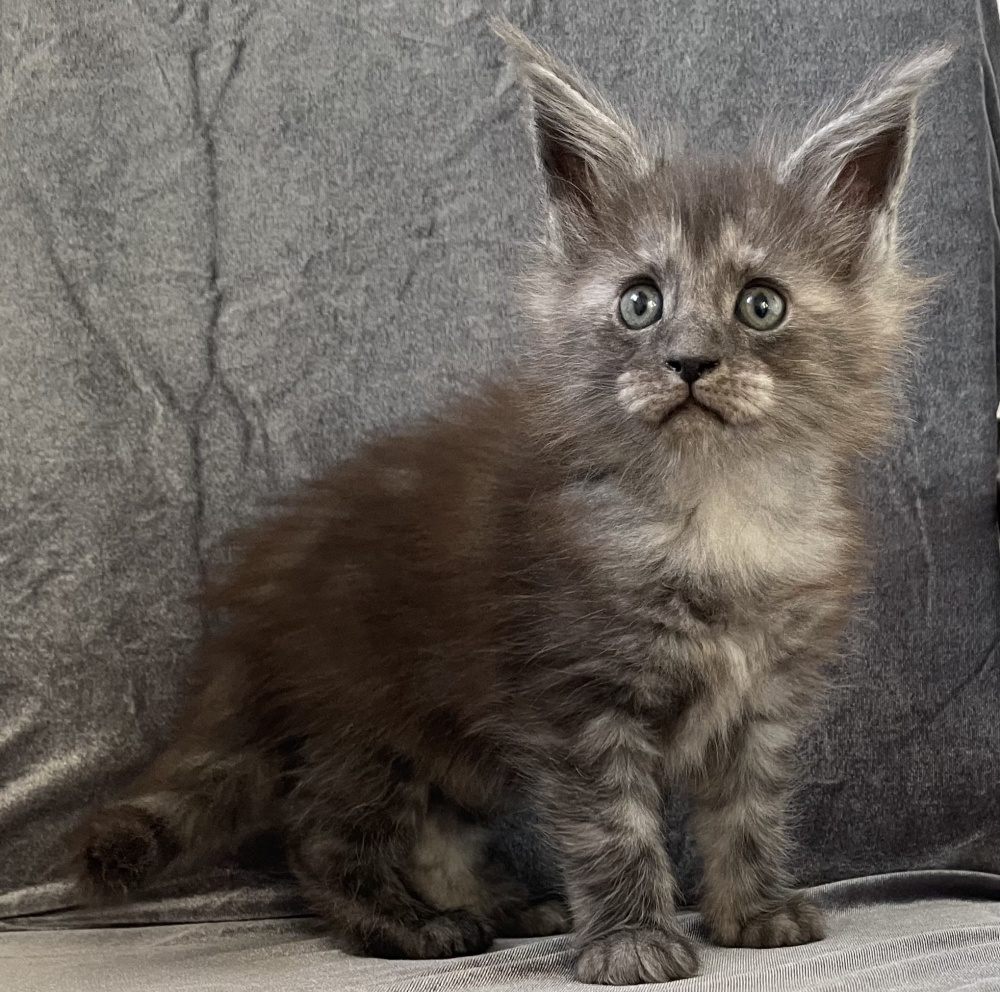 Black Smoke (ns) female Maine Coon graduated kitten