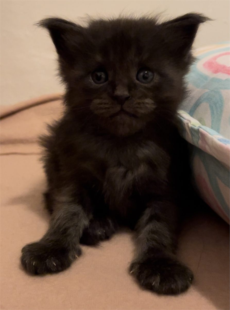 Black Smoke (ns) female Maine Coon graduated kitten