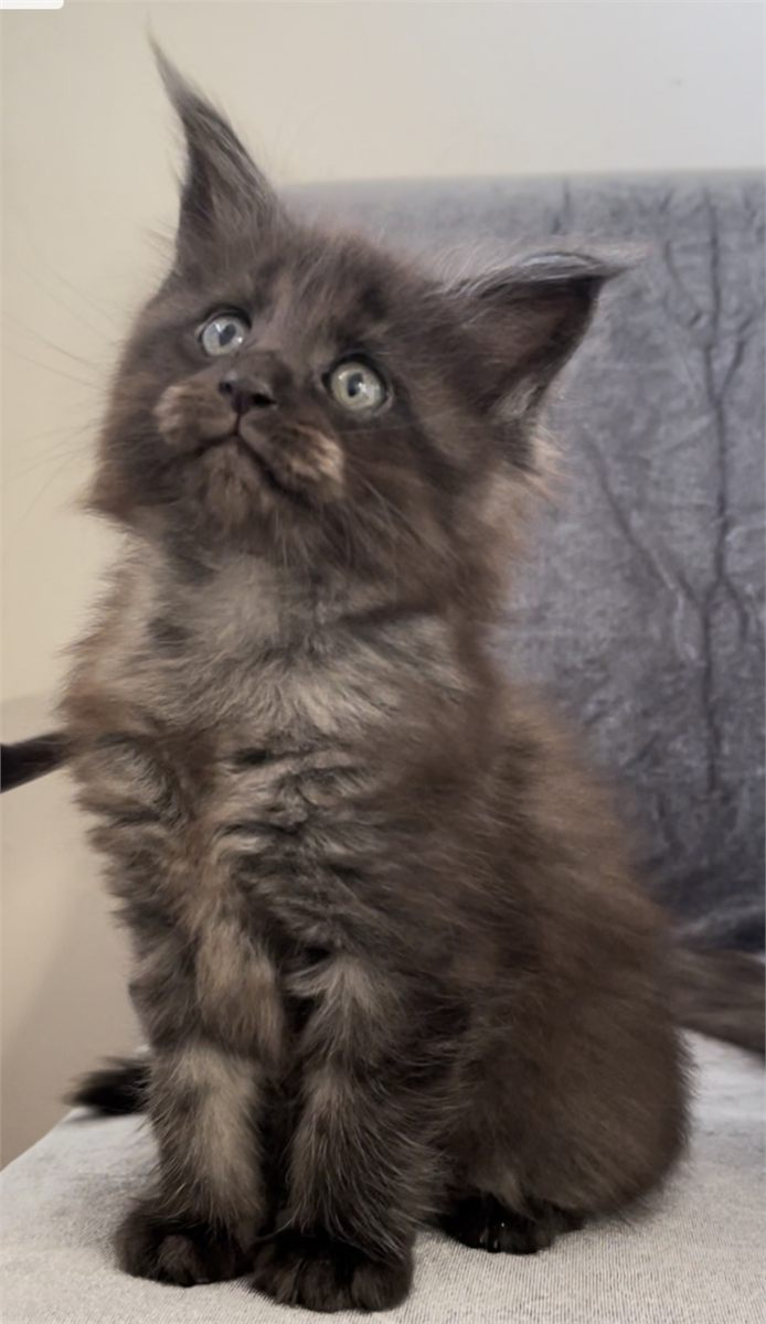 Black Smoke (ns) female Maine Coon graduated kitten