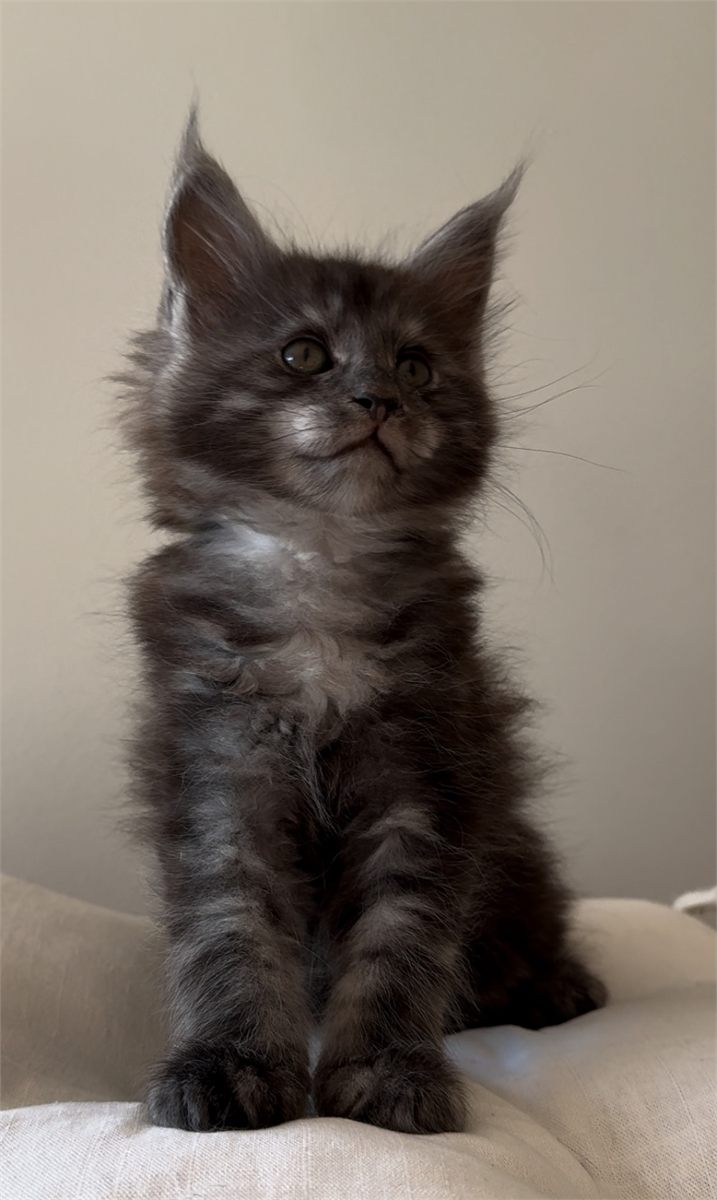Light Black Smoke (ns) male Maine Coon graduated kitten