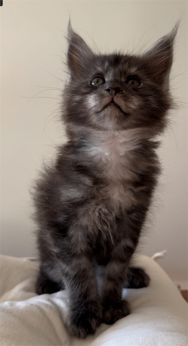 Light Black Smoke (ns) male Maine Coon graduated kitten