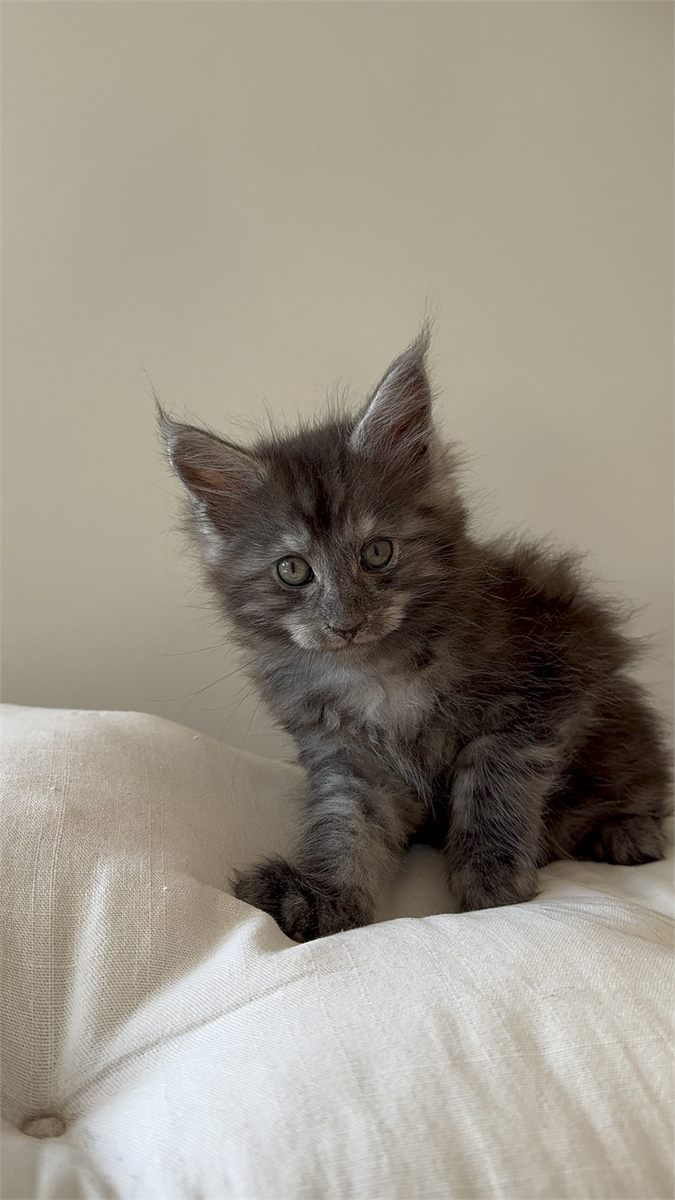 Light Black Smoke (ns) male Maine Coon graduated kitten