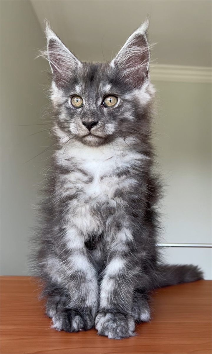 Light Black Smoke (ns) male Maine Coon graduated kitten