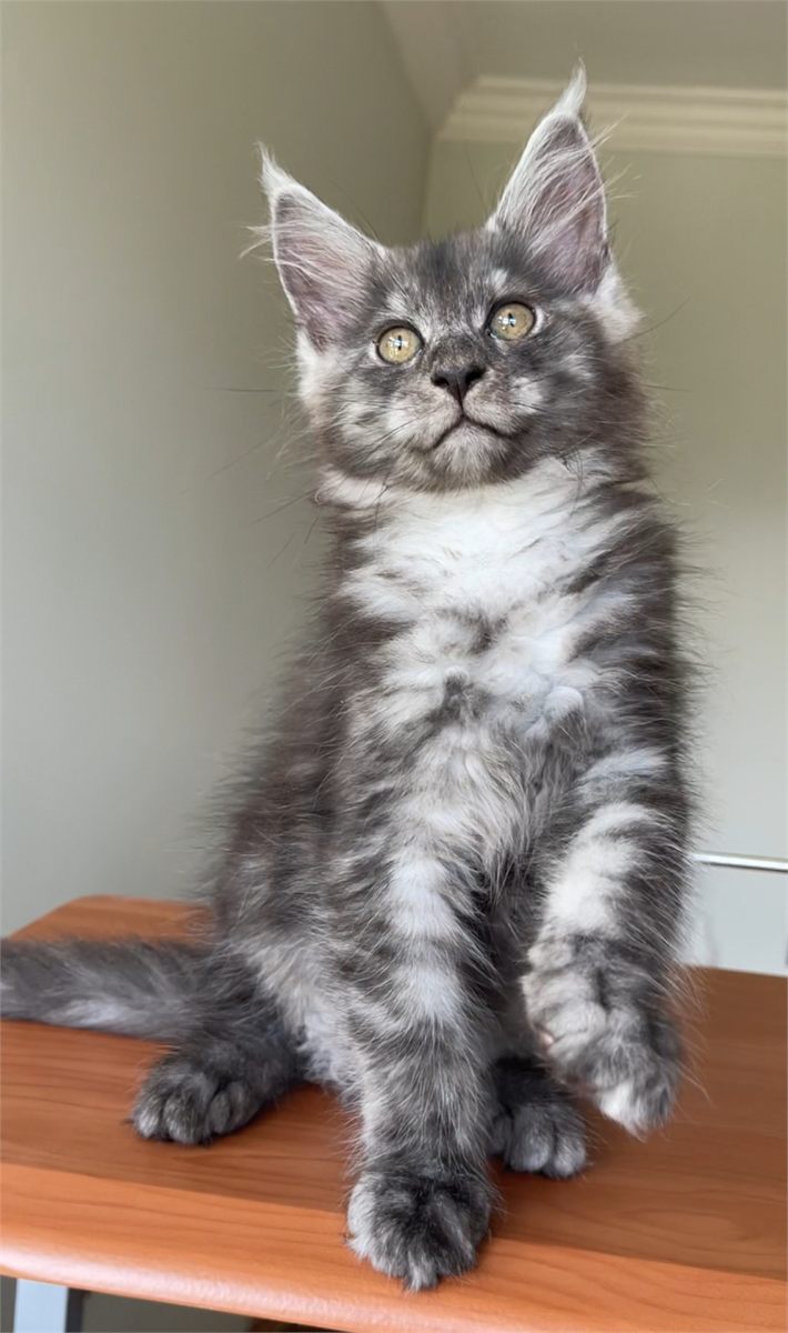 Light Black Smoke (ns) male Maine Coon graduated kitten